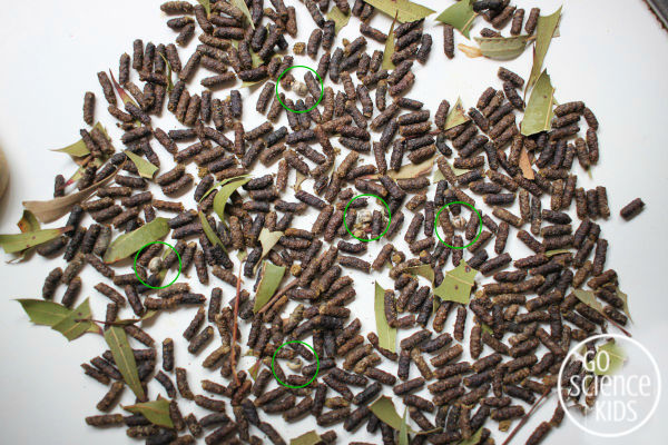 Spiny leaf phasmid eggs amongst poo pellets (scat)