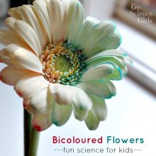 Bicoloured flowers - fun kids science experiment for spring by Go Science Kids