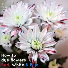 how to dye flowers red white blue