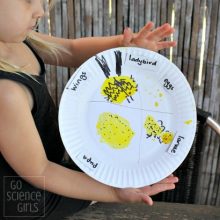 Paperplate lifecycle of the fungus-eating ladybird (ladybug)- fun nature study activity for kids