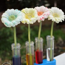 Colour changing flowers - fun science experiment for kids